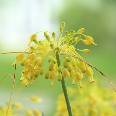 Allium flavum Allium flavum