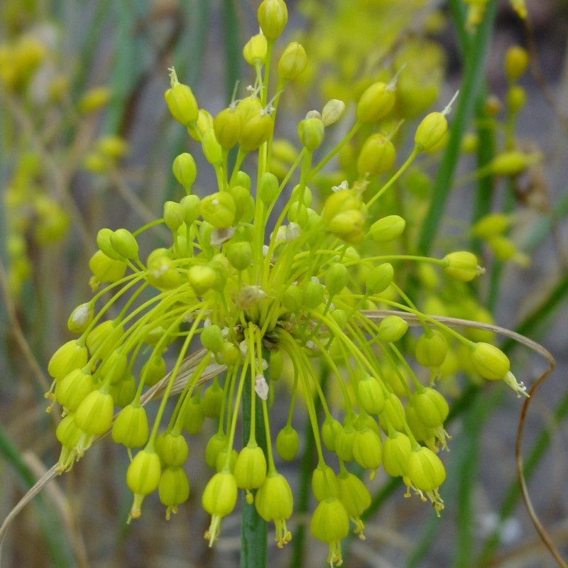 Allium flavum Allium flavum
