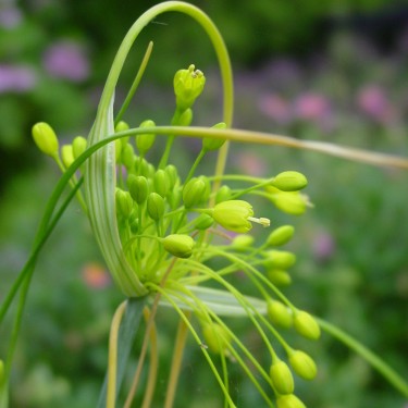 Allium flavum Allium flavum