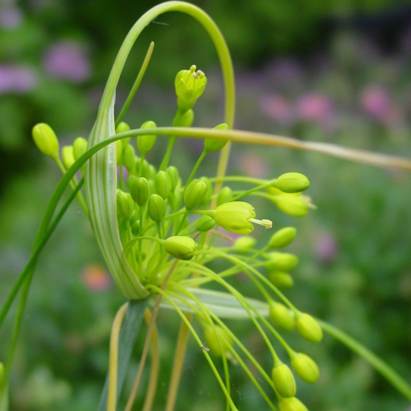Allium flavum Allium flavum