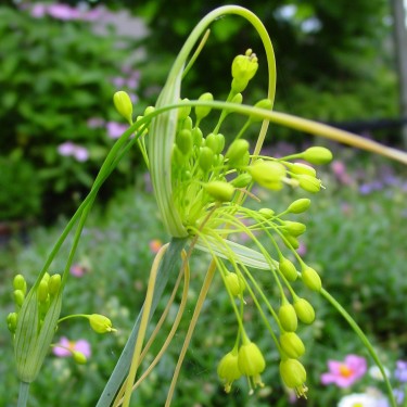 Allium flavum Allium flavum