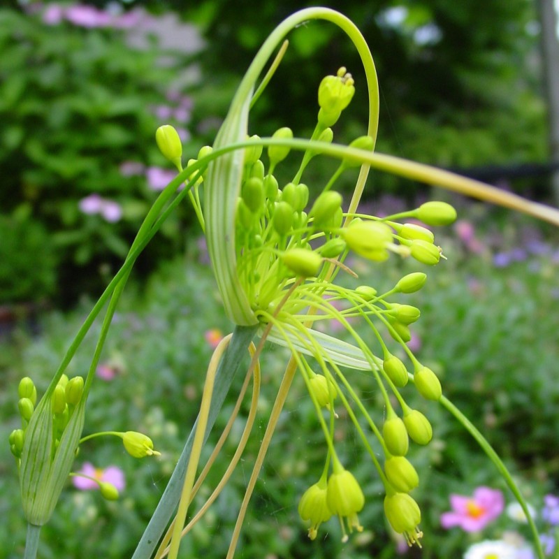 Allium flavum Allium flavum
