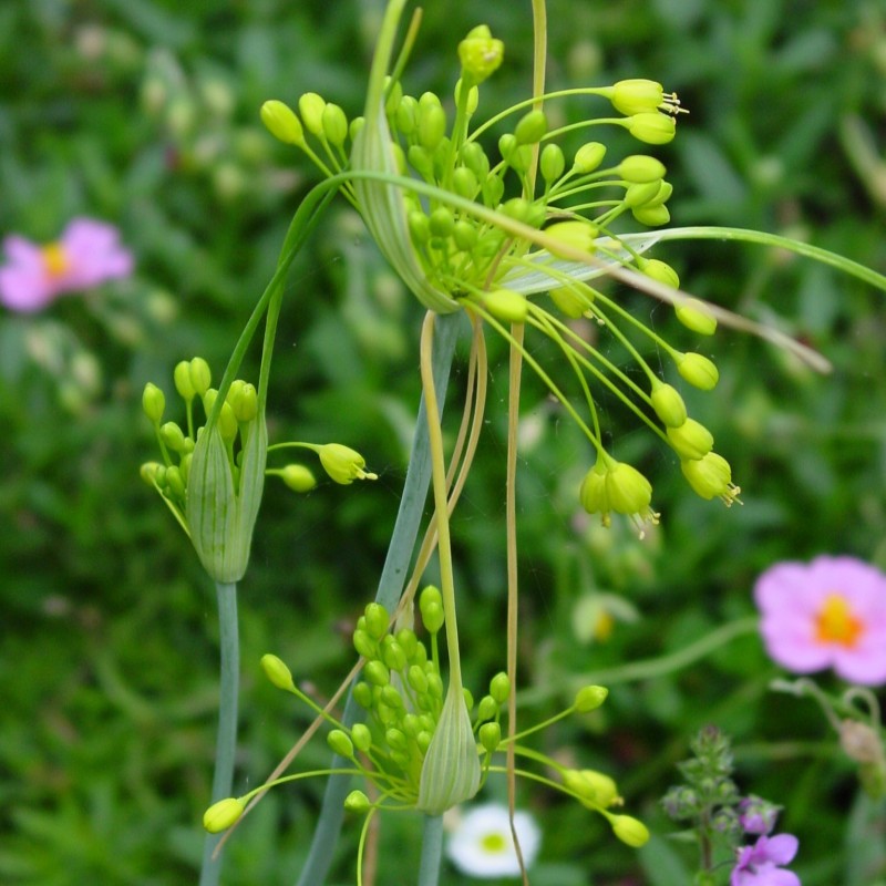 Allium flavum Allium flavum