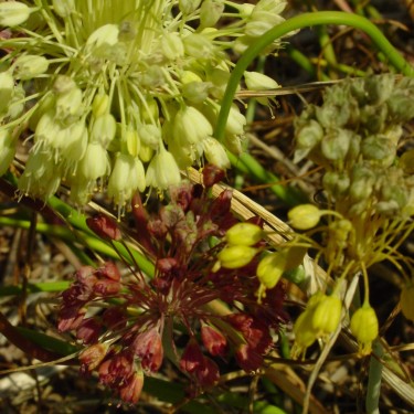 Allium flavum subsp. tauricum Allium flavum subsp. tauricum