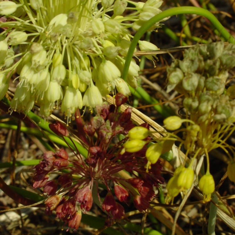 Allium flavum subsp. tauricum Allium flavum subsp. tauricum