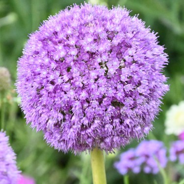Allium giganteum
