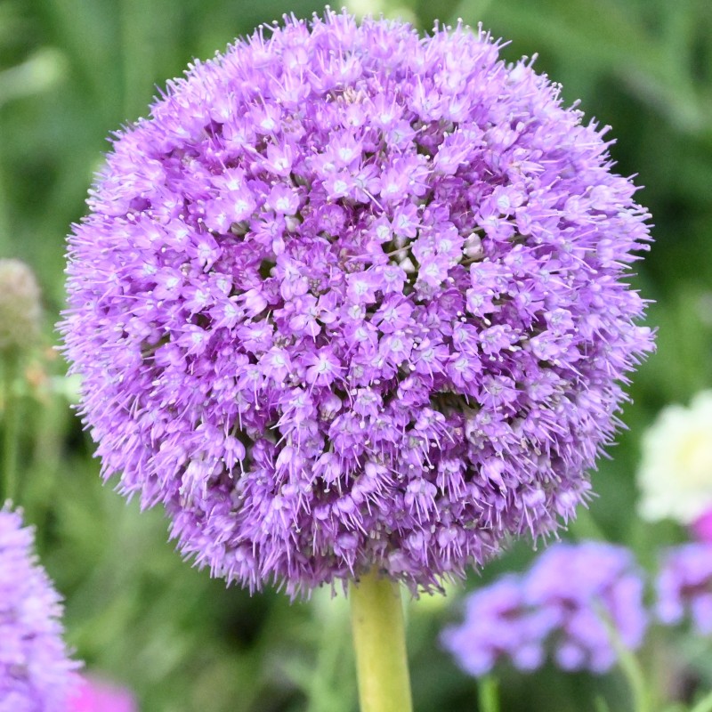 Allium giganteum Allium giganteum