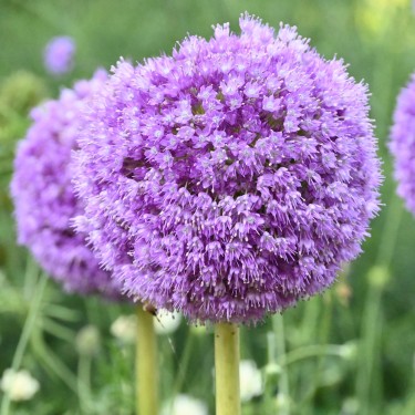 Allium giganteum Allium giganteum