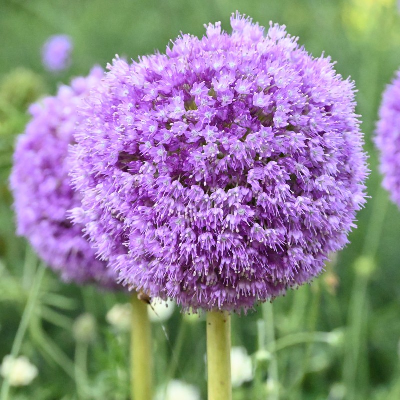 Allium giganteum Allium giganteum