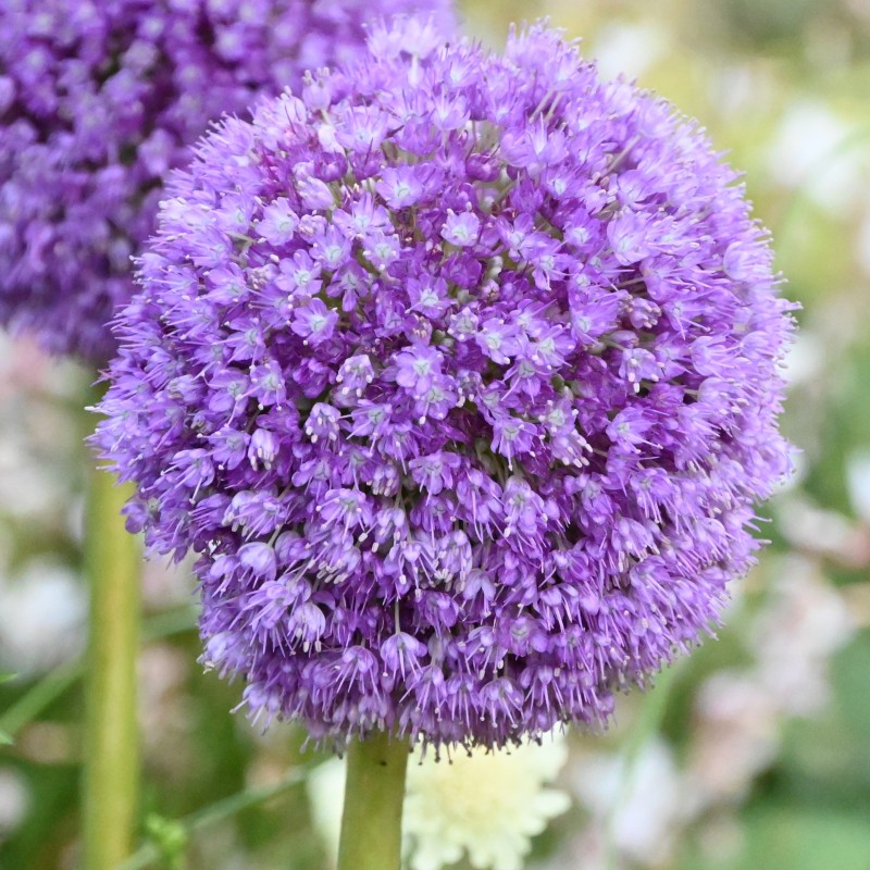 Allium giganteum Allium giganteum