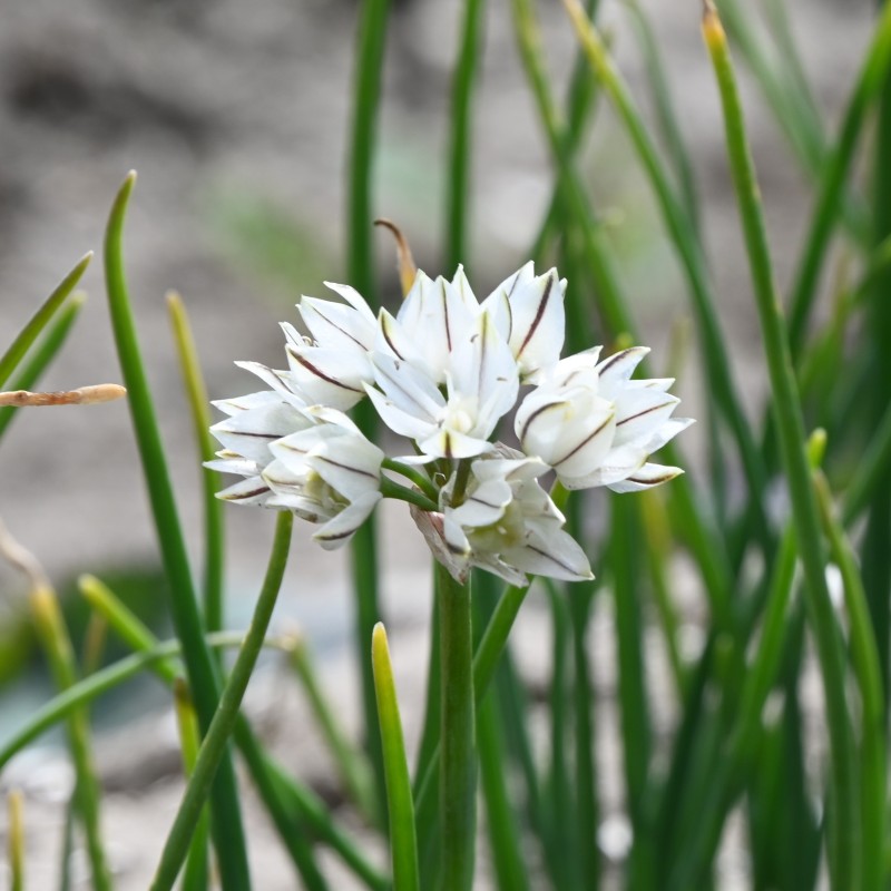 Allium haematochiton