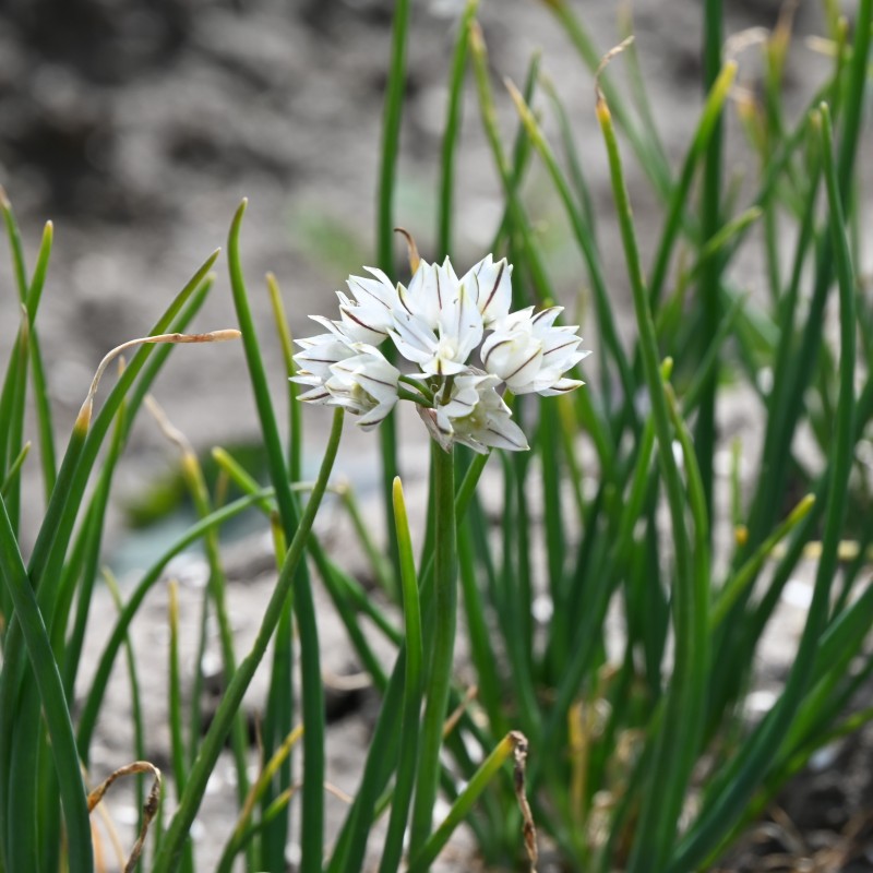 Allium haematochiton