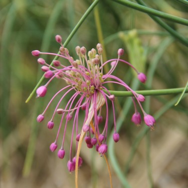 Allium huber-morathii