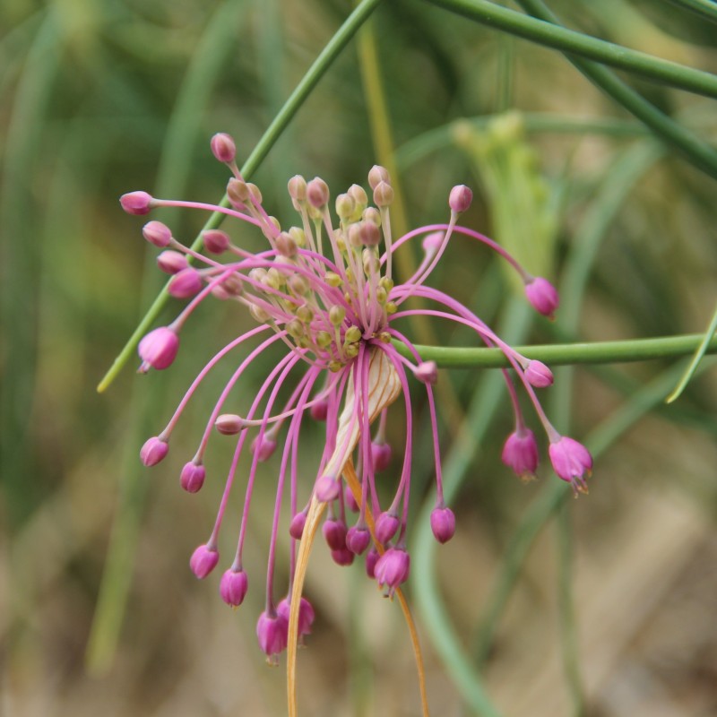 Allium huber-morathii Allium huber-morathii