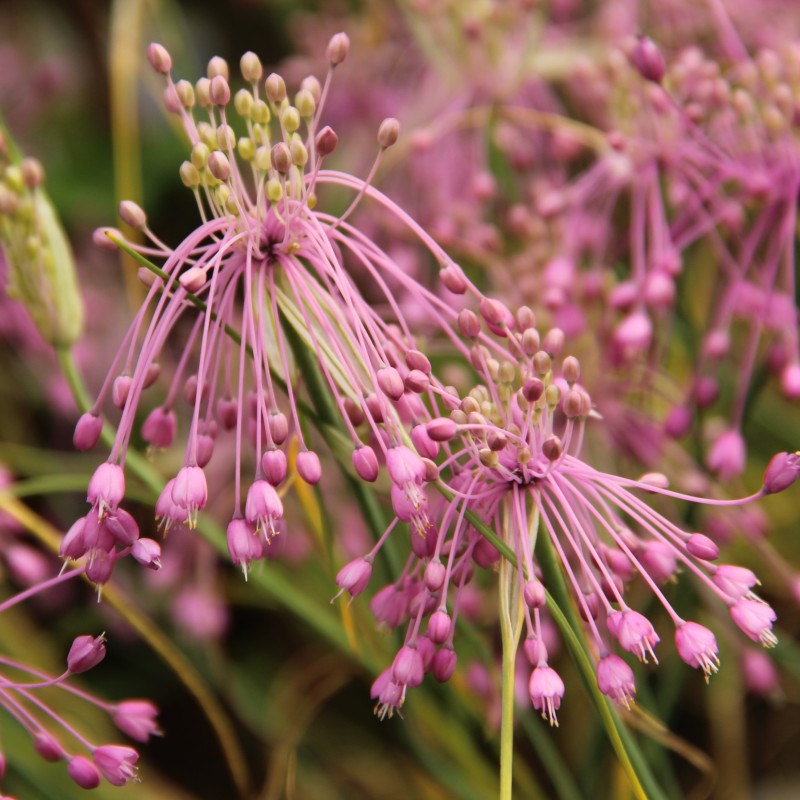 Allium huber-morathii Allium huber-morathii