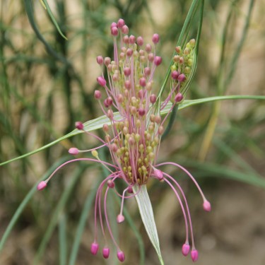 Allium huber-morathii Allium huber-morathii