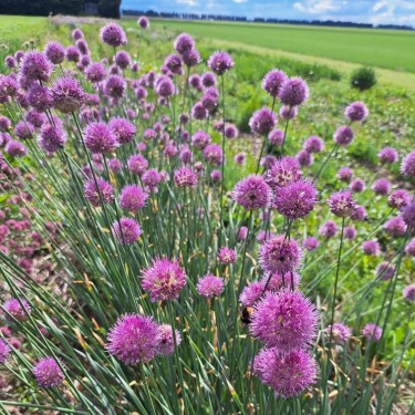 Allium hymenorhizum