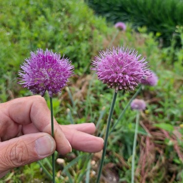Allium hymenorhizum