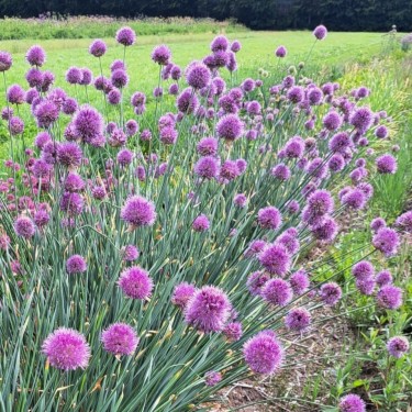 Allium hymenorhizum