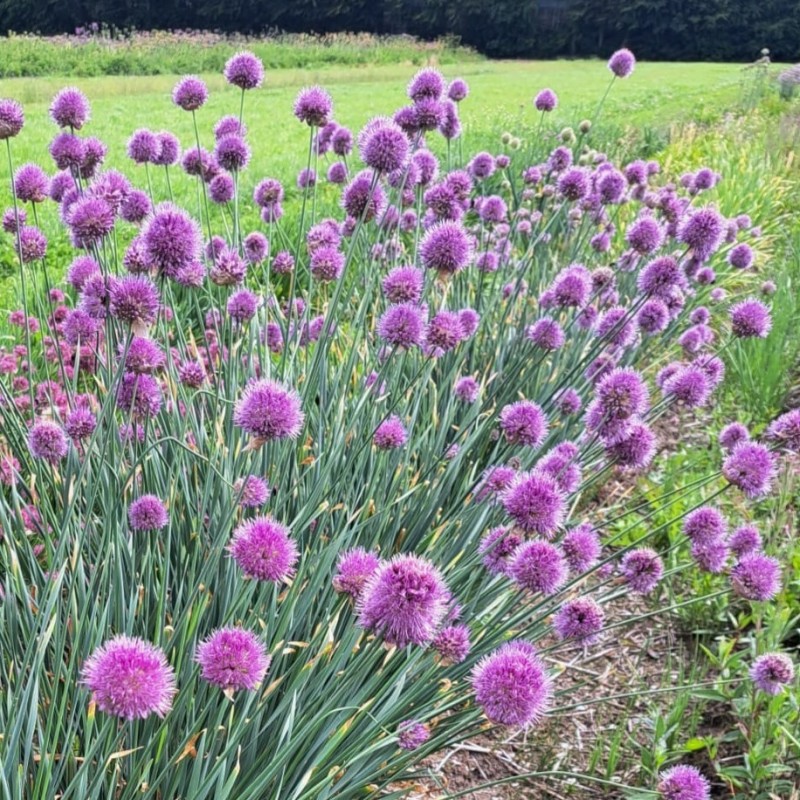 Allium hymenorhizum