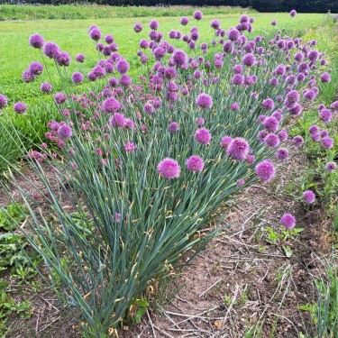 Allium hymenorhizum