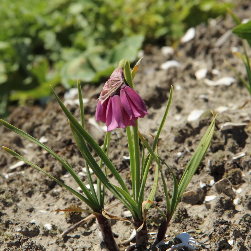 Allium insubricum Allium insubricum