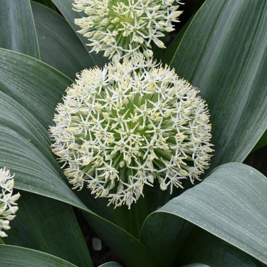 Allium karataviense 'Ivory Queen' Allium karataviense 'Ivory Queen'