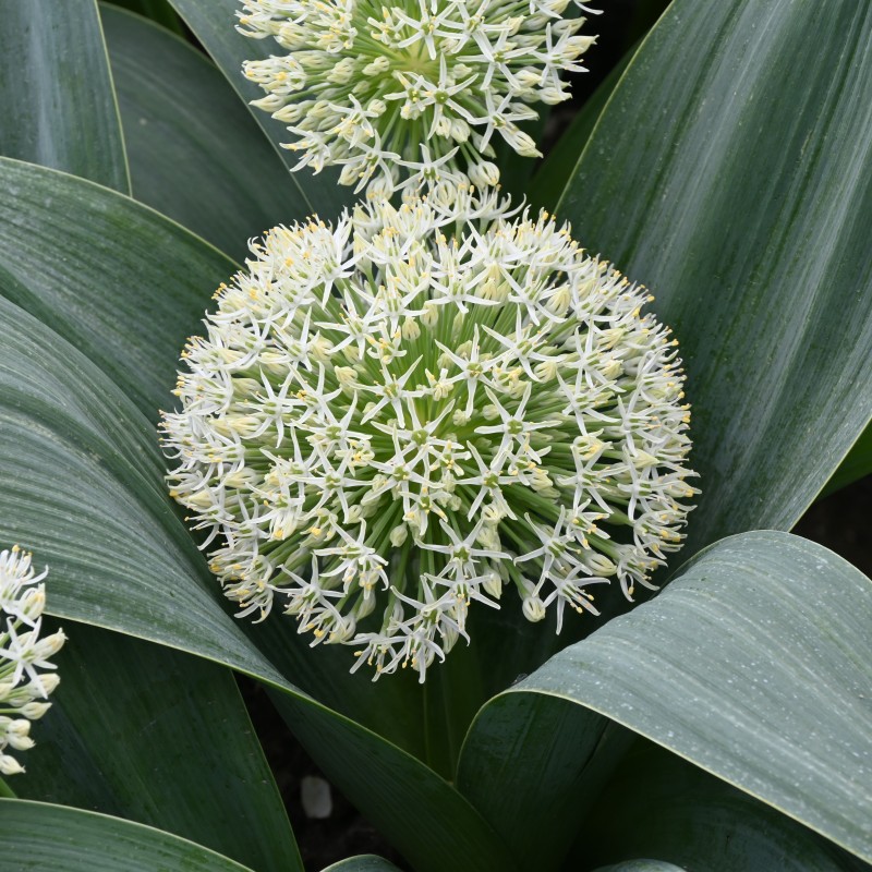 Allium karataviense 'Ivory Queen' Allium karataviense 'Ivory Queen'