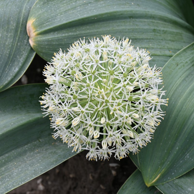Allium karataviense 'Ivory Queen' Allium karataviense 'Ivory Queen'