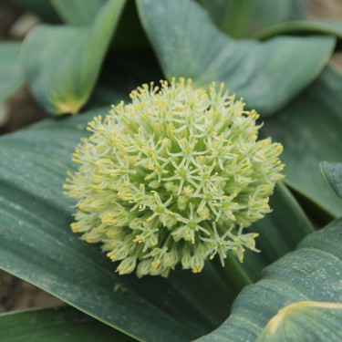 Allium karataviense 'Ivory Queen' Allium karataviense 'Ivory Queen'