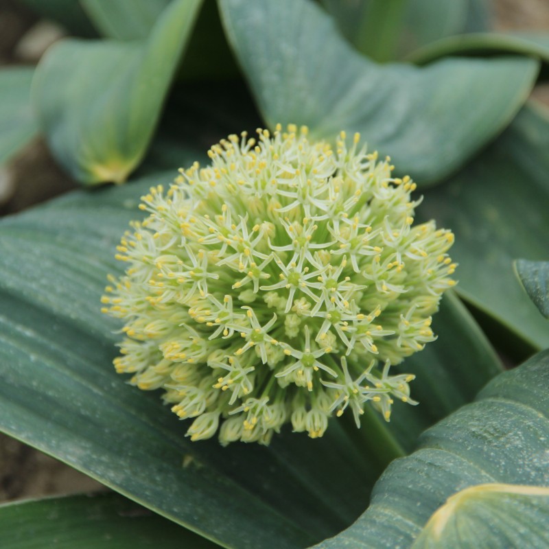 Allium karataviense 'Ivory Queen' Allium karataviense 'Ivory Queen'