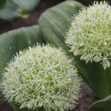 Allium karataviense 'Ivory Queen' Allium karataviense 'Ivory Queen'