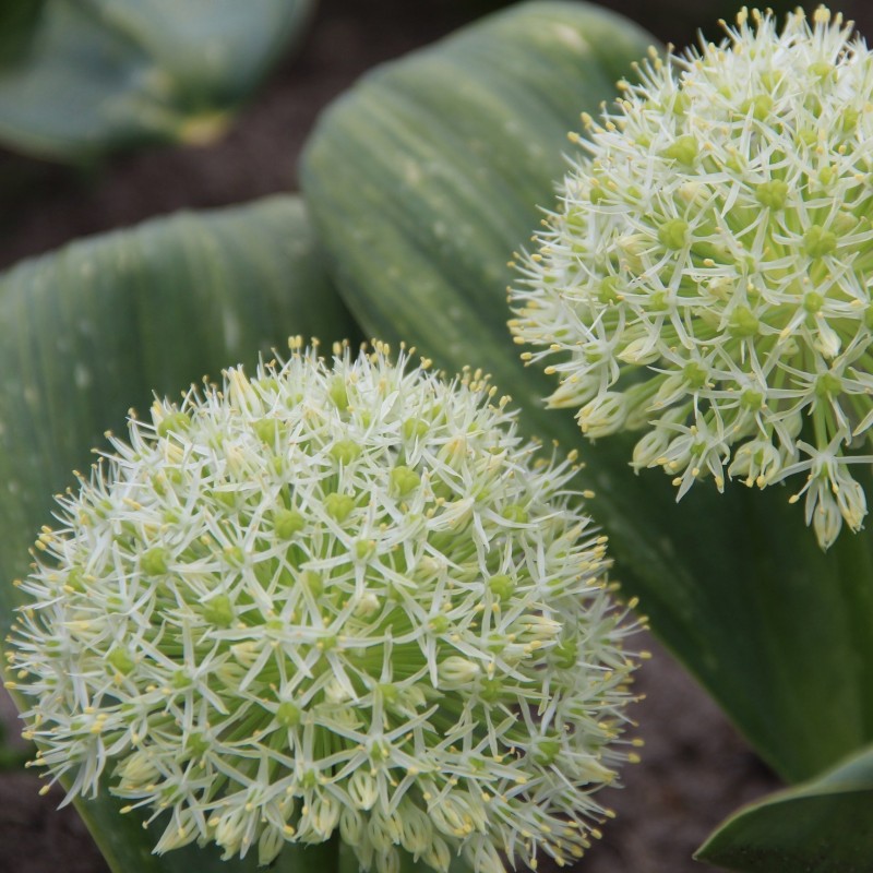 Allium karataviense 'Ivory Queen' Allium karataviense 'Ivory Queen'