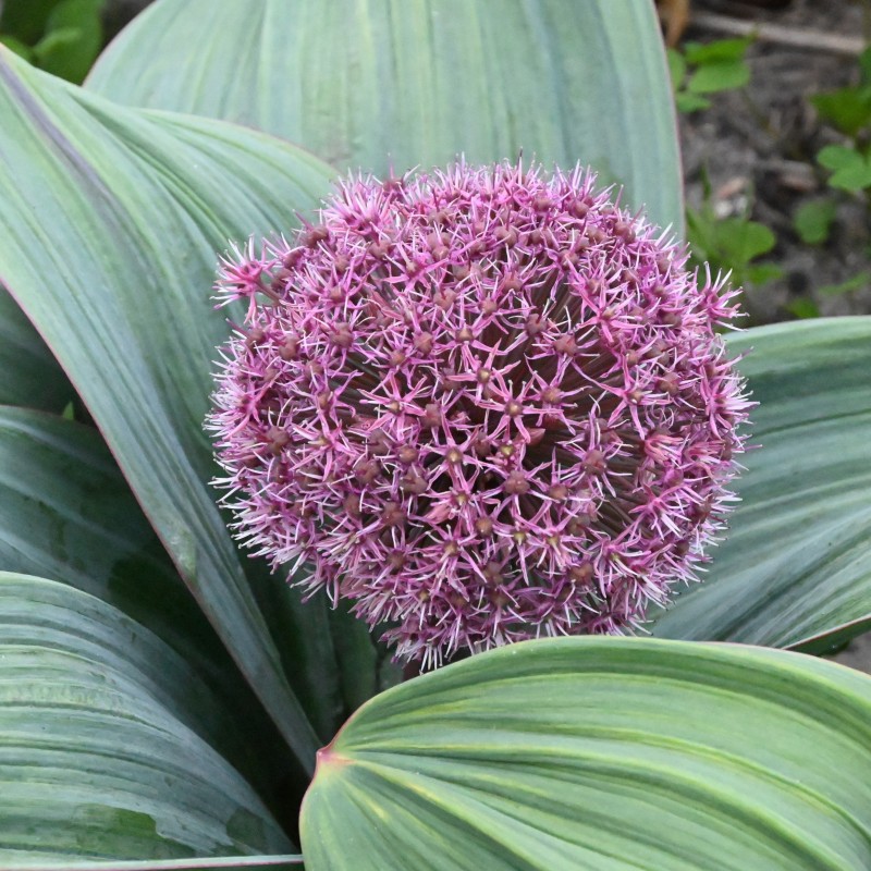 Allium karataviense 'Red Giant Star'