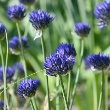 Allium litvinovii