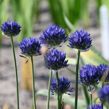 Allium litvinovii Allium litvinovii