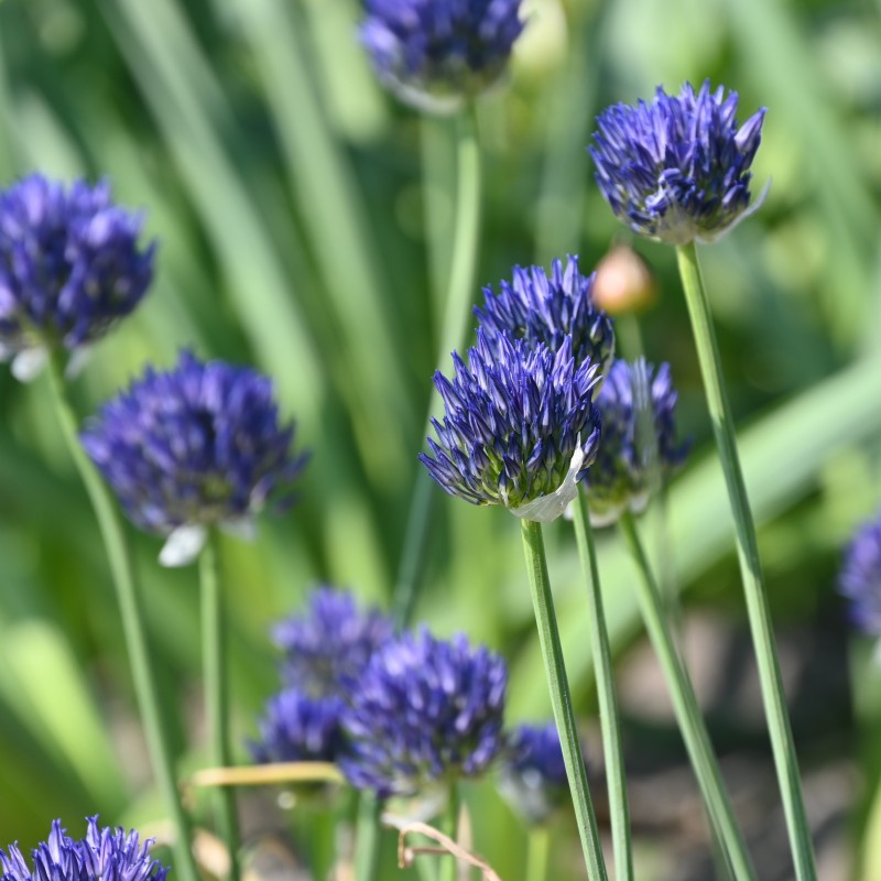 Allium litvinovii Allium litvinovii