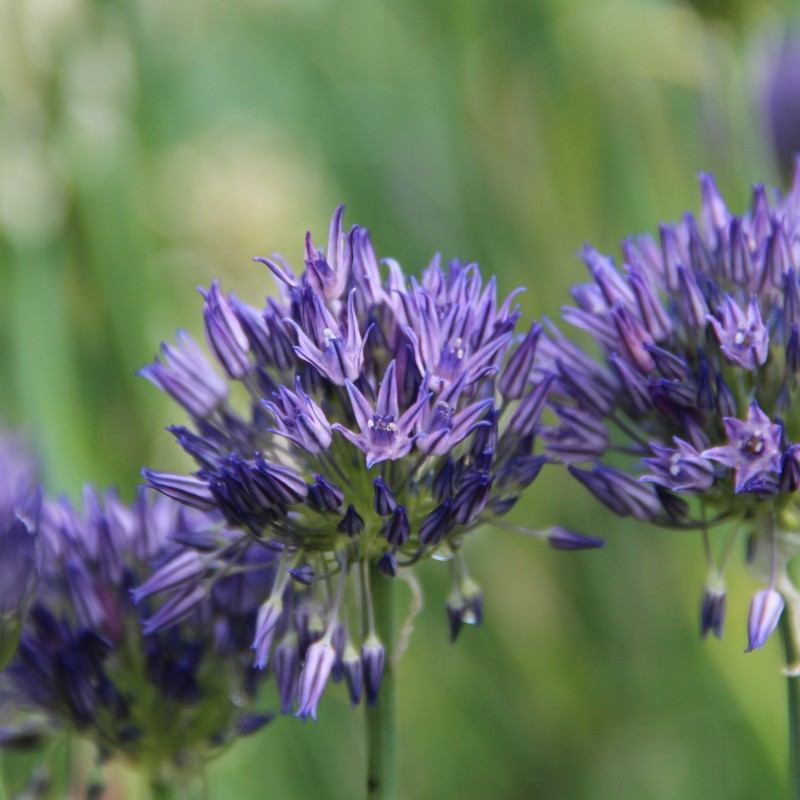 Allium litvinovii Allium litvinovii
