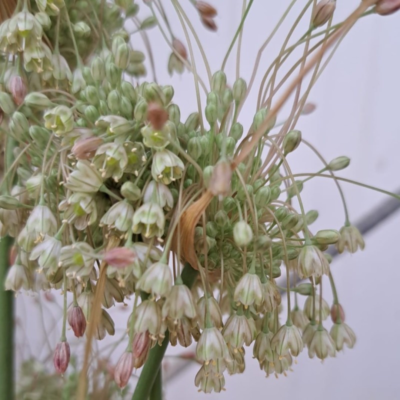 Allium longispathum Allium longispathum