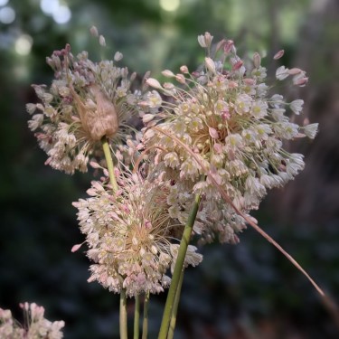 Allium longispathum Allium longispathum