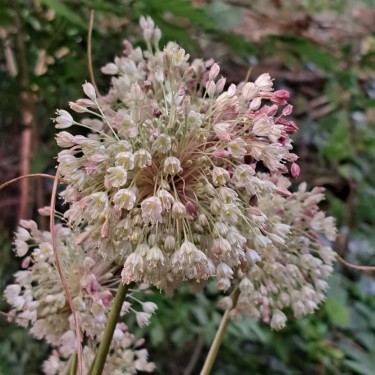 Allium longispathum Allium longispathum