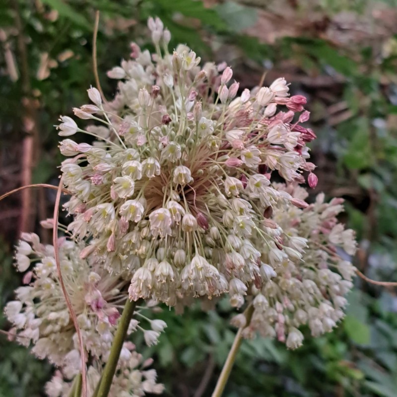 Allium longispathum Allium longispathum