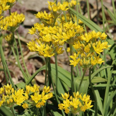 Allium moly 'Jeannine'