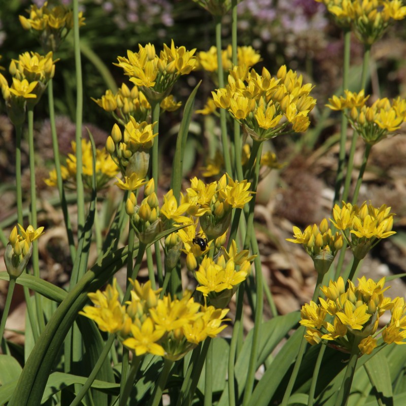 Allium moly 'Jeannine' Allium moly 'Jeannine'