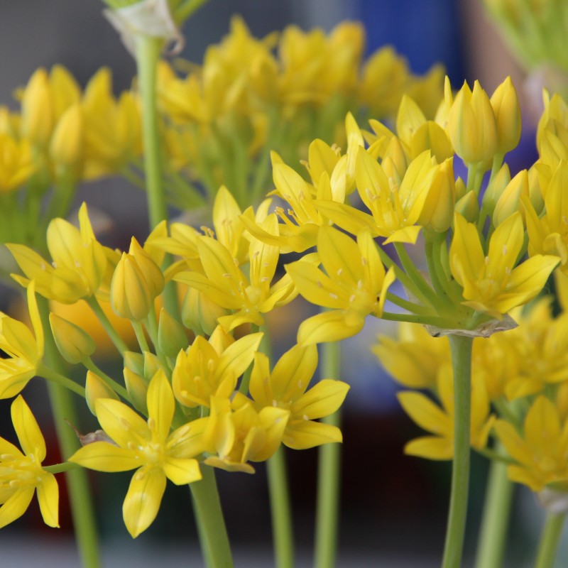 Allium moly 'Jeannine' Allium moly 'Jeannine'