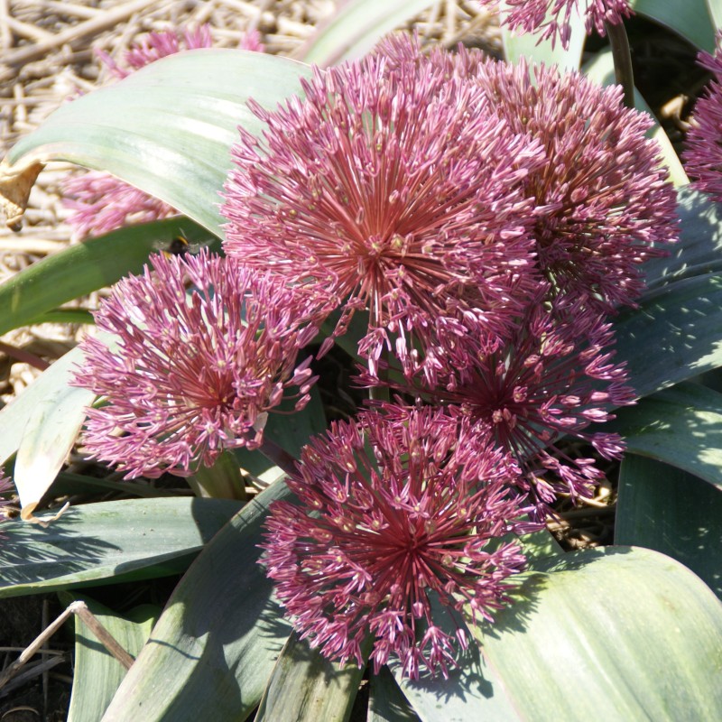 Allium nevskianum Allium nevskianum
