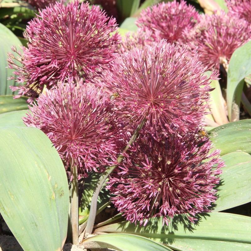 Allium nevskianum Allium nevskianum