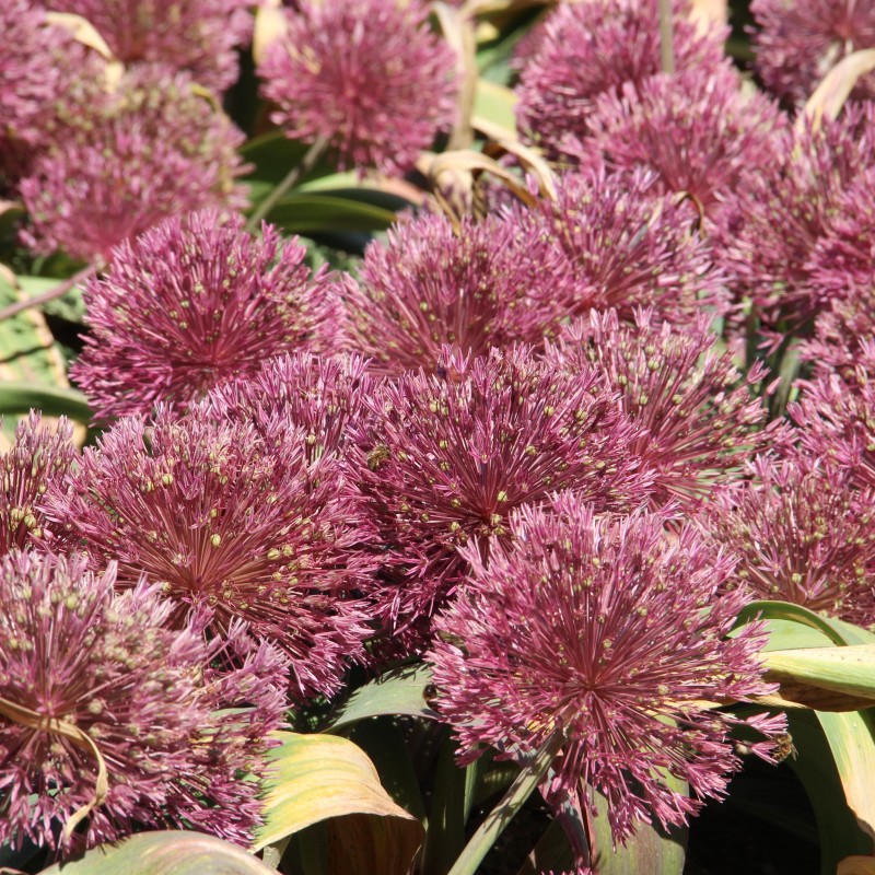 Allium nevskianum Allium nevskianum
