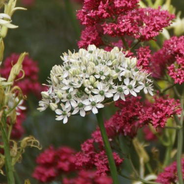 Allium nigrum