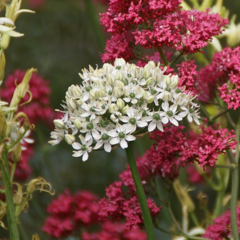 Allium nigrum Allium nigrum